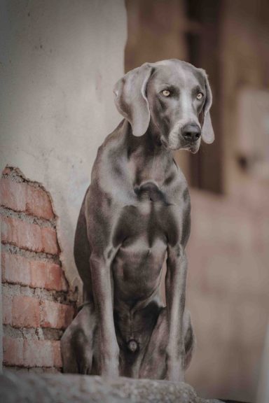 Grauer Hund sitzt auf einem Stein, mit einem nachdenklichen Ausdruck.