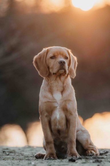 Ein Labrador sitzt im Sonnenuntergang am Wasser und schaut in die Ferne.