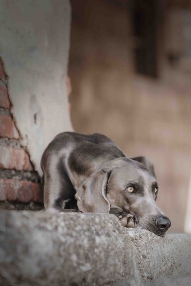 Grauer Hund, der auf einer Mauer sitzt, mit aufmerksamem Blick.