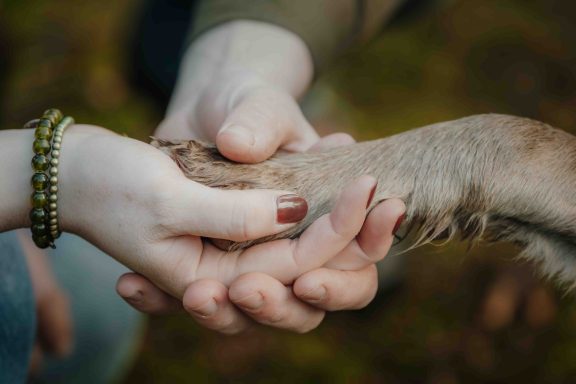 Eine menschliche Hand hält die Pfote eines Hundes.
