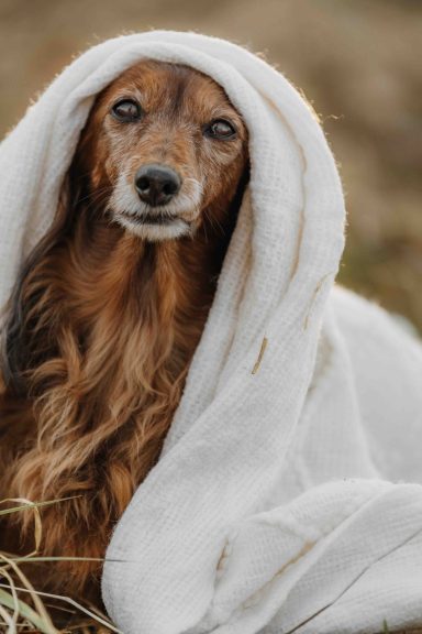 Ein Hund mit langem Fell, eingehüllt in eine weiße Decke, sitzt auf dem Boden.