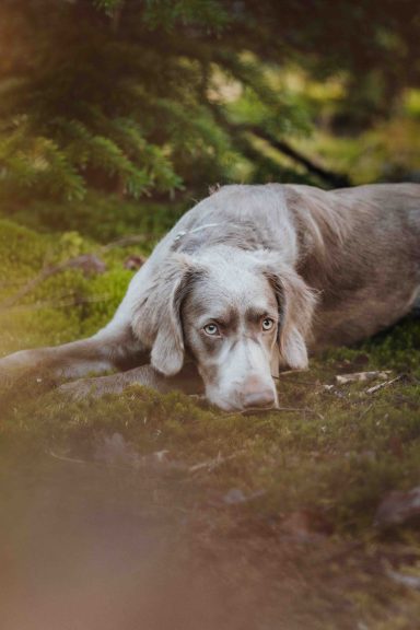 Ein grauer Hund liegt entspannt auf dem Moos im Wald.