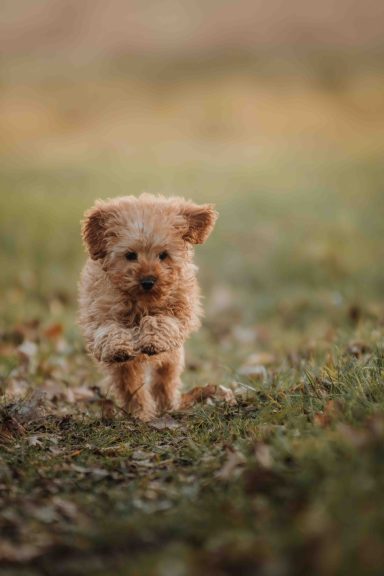 Ein kleiner, flauschiger Hund läuft über eine grüne Wiese.