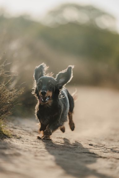 Ein kleiner Hund mit langen Ohren läuft fröhlich auf einem Weg.