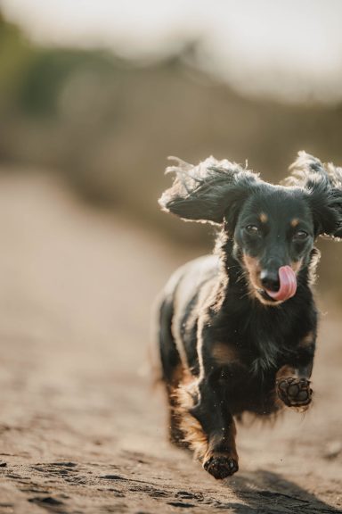 Schwarzer Dachshund läuft fröhlich mit herausgestreckter Zunge über sandigen Boden.
