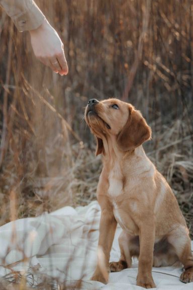 Ein Hund sitzt im Gras und schaut gespannt zu einer hand, die ihm etwas reicht.