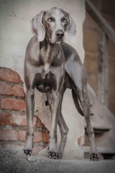 Weimaraner steht vor einer Mauer aus Ziegelsteinen und einer Treppe.
