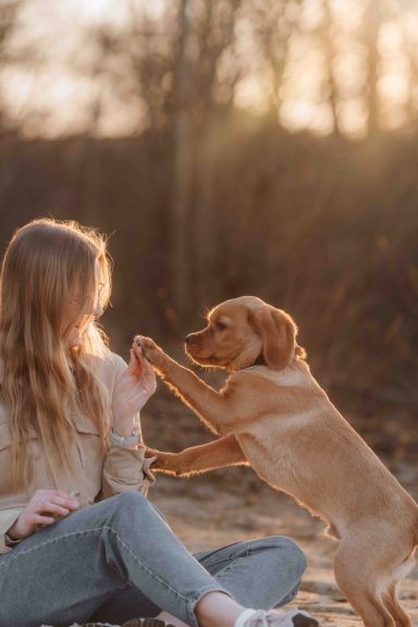 Brauner Hund springt spielerisch zu einer sitzenden Frau im Sonnenuntergang.